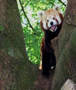 Kleiner Panda Fotografie Vorschau